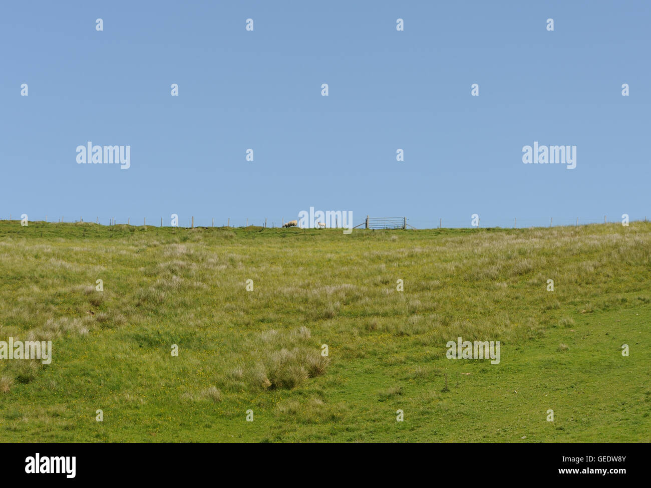 Ein Feld von Magerrasen mit einem Zaun, Tor und Schafe. Islay, Inneren Hebriden, Argyll, Schottland. Stockfoto
