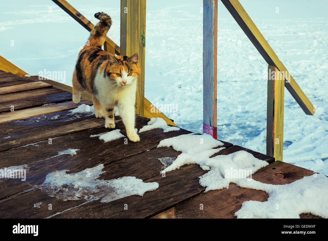 Katze, die zu Fuß auf der Veranda im winter Stockfoto