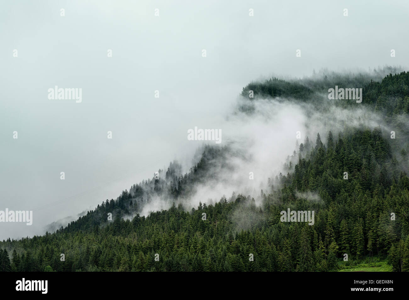 Weiche Wolken Rollen über einen Berghang Fichte Wald, Alaska, USA. Stockfoto