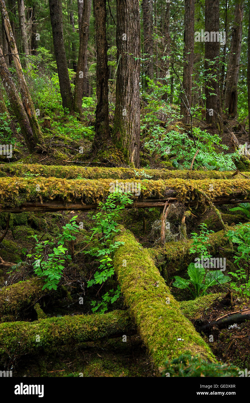 Gefallenen Waldbäume und Moos, Hoonah, Alaska, USA Stockfoto