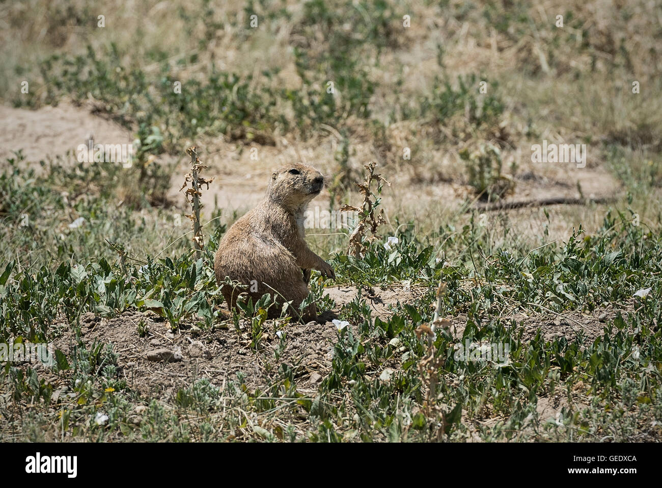 Aufmerksame prairie dog, Colorado, USA Stockfoto
