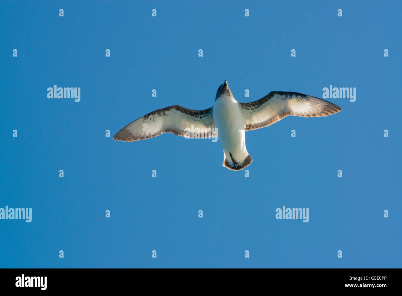 Sturmvogel fliegt über den südlichen Ozean nahe der Antarktis. Stockfoto
