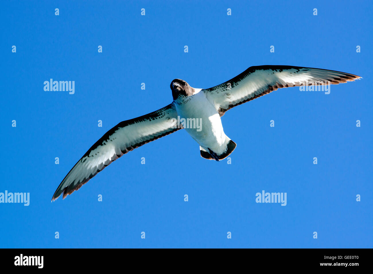 Sturmvogel fliegt über den südlichen Ozean nahe der Antarktis. Stockfoto