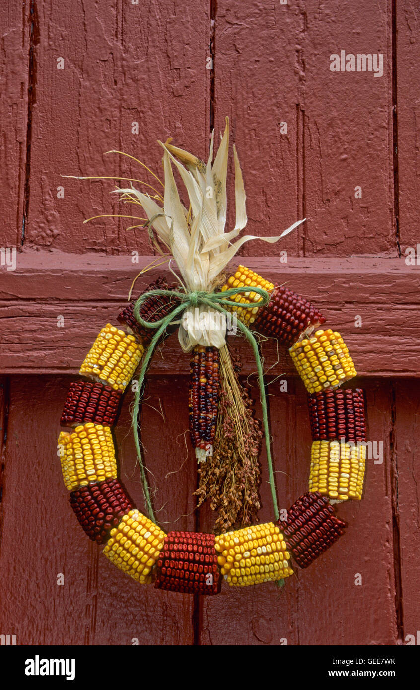 Nahaufnahme Herbst bunte indische Maiskranz Dekoration draußen auf einer roten hölzernen Haustür, Farm Shed New Jersey, USA, US, Indian Mais vertikal Stockfoto