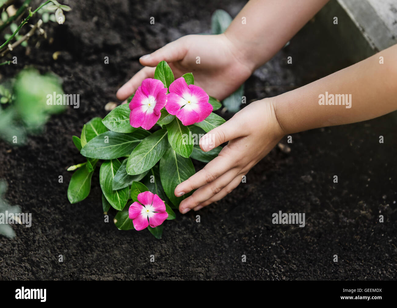 Kinderhände rund um grüne junge Blume Pflanze Stockfoto