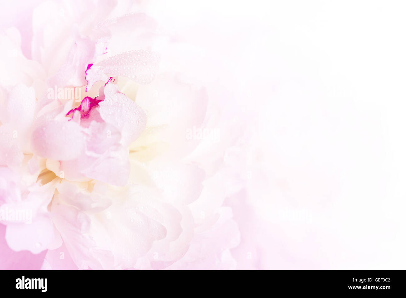 Sanftes Rosa Pfingstrose Blüte Nahaufnahme auf weißem Hintergrund Stockfoto
