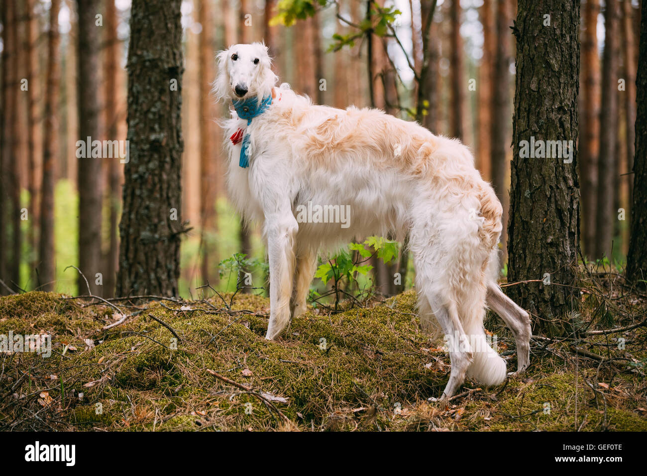 Weisse Russische Hund Barsoi Jagdhund Im Fruhjahr Sommer Wald Diese Hunde Sind Spezialisiert Auf Beute Halten Sie In Sicht Zu Verfolgen Und Stockfotografie Alamy