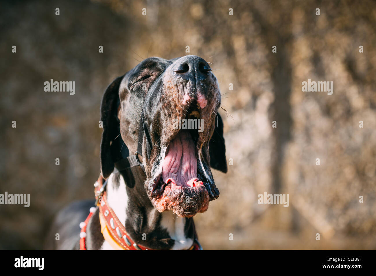 Die Deutsche Dogge ist eine große deutsche Hunderasse Haushund - Canis Lupus Familiaris bekannt für seine riesigen Körper und großer Höhe. Stockfoto