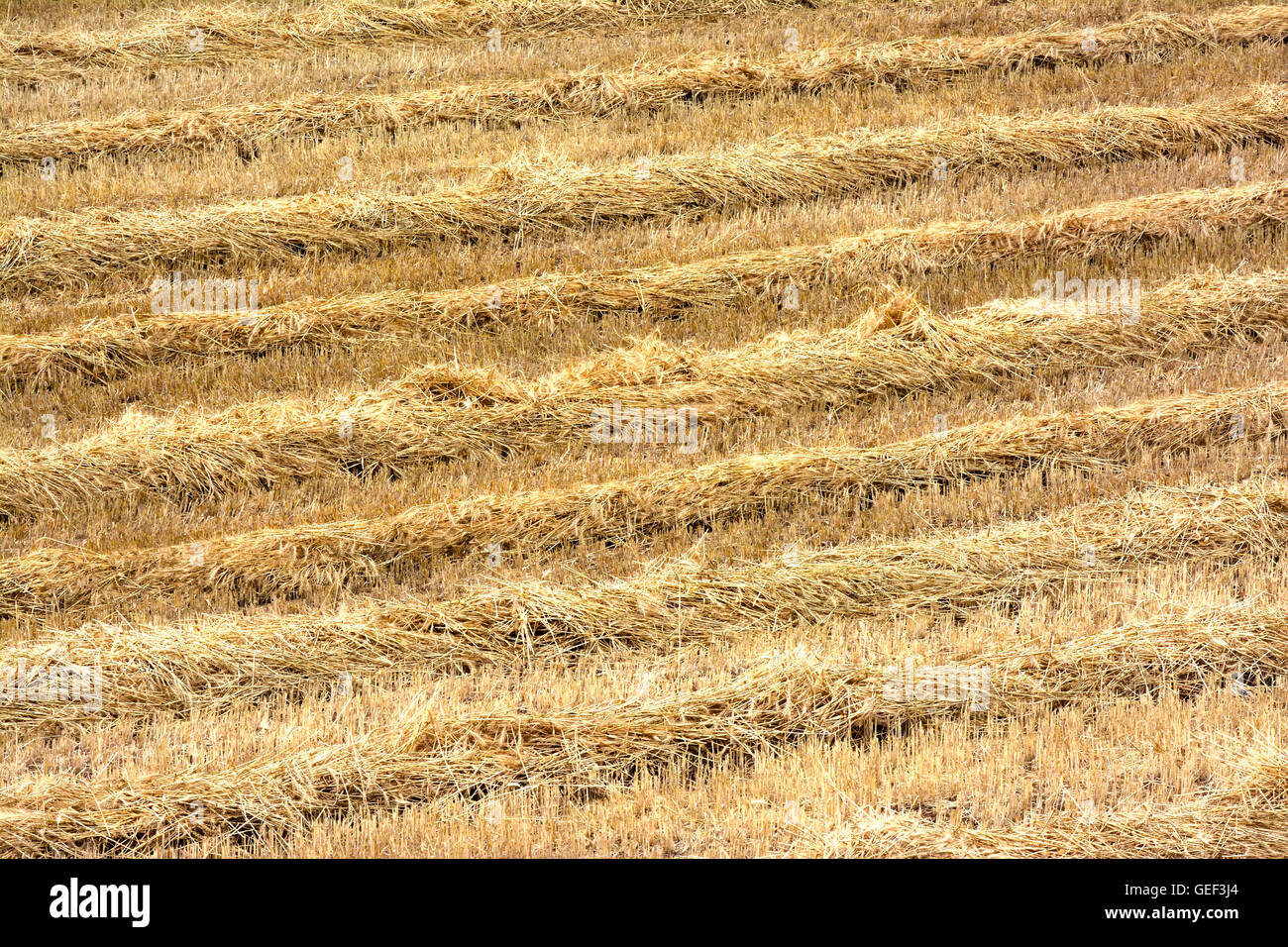 Reste der geerntete Weizen, Stroh Stockfoto