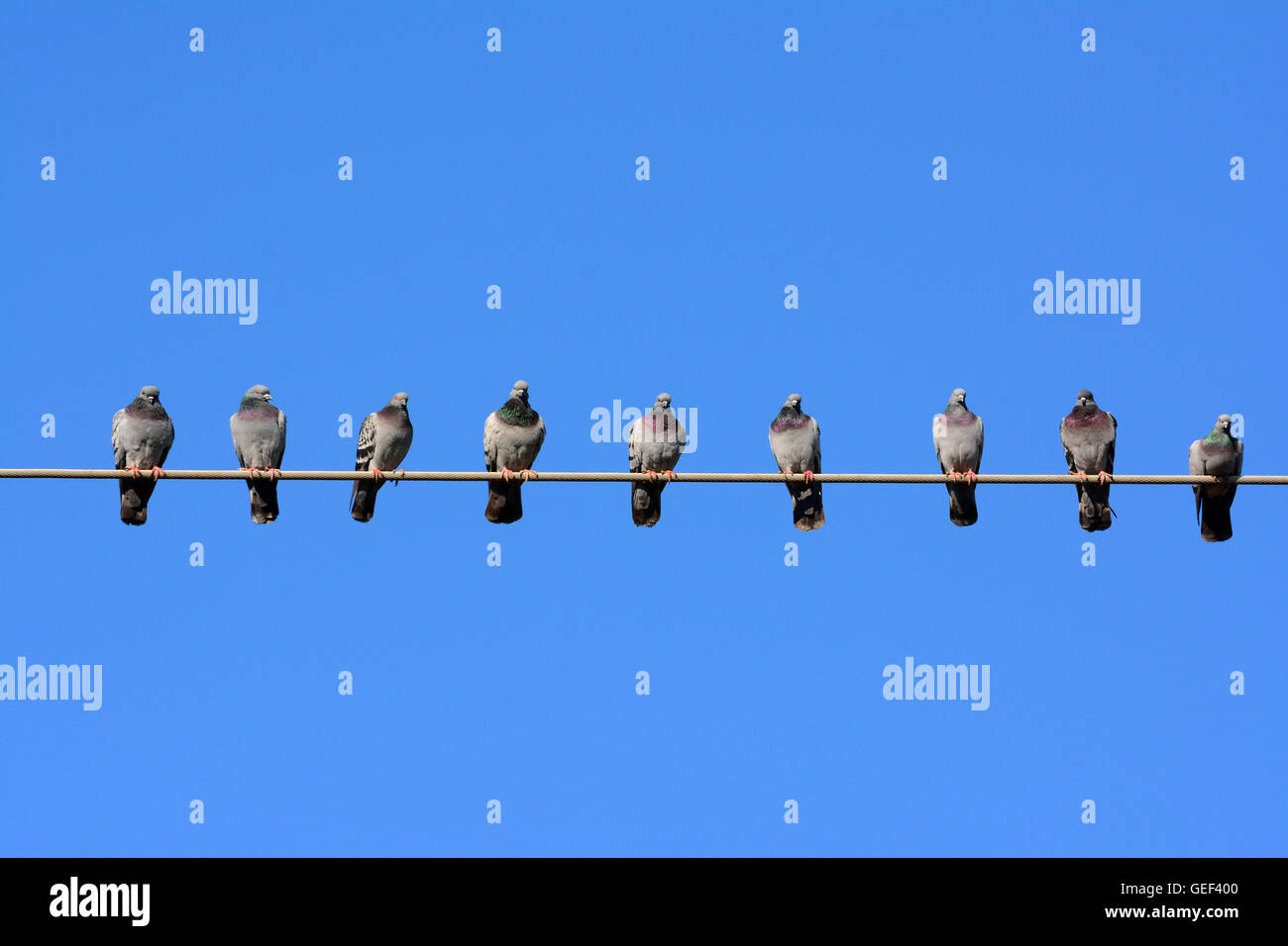 Taube Nachbarn halten persönliche Distanz Stockfoto