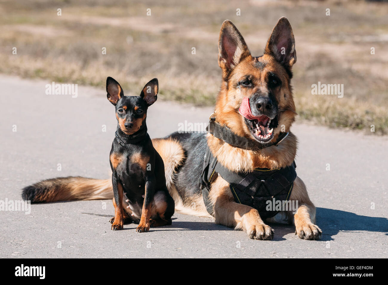 Safari Best In Show Miniatur-Figur „Deutscher Schäferhund“ – Handbemalt, Für Kinder Ab 3 Jahren
