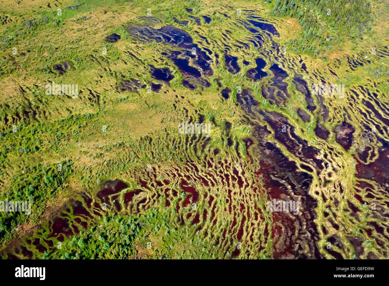 Geographie / Reisen, Kanada, Labrador, Luftaufnahme der Sümpfe und Moore in der Landschaft des südlichen Labrador, Labrador, Neufundland und Labrador, Stockfoto