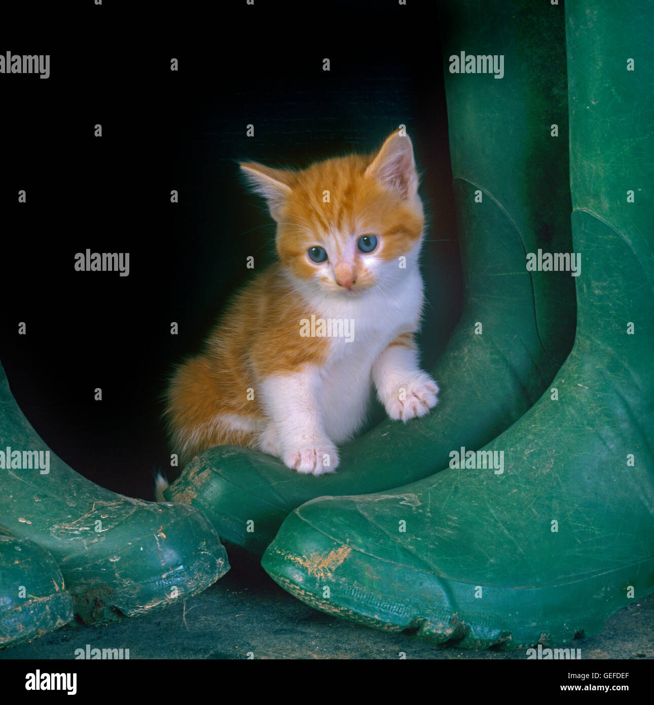 Ginger Kitten Herumspielen grüne Gummistiefel Stockfoto