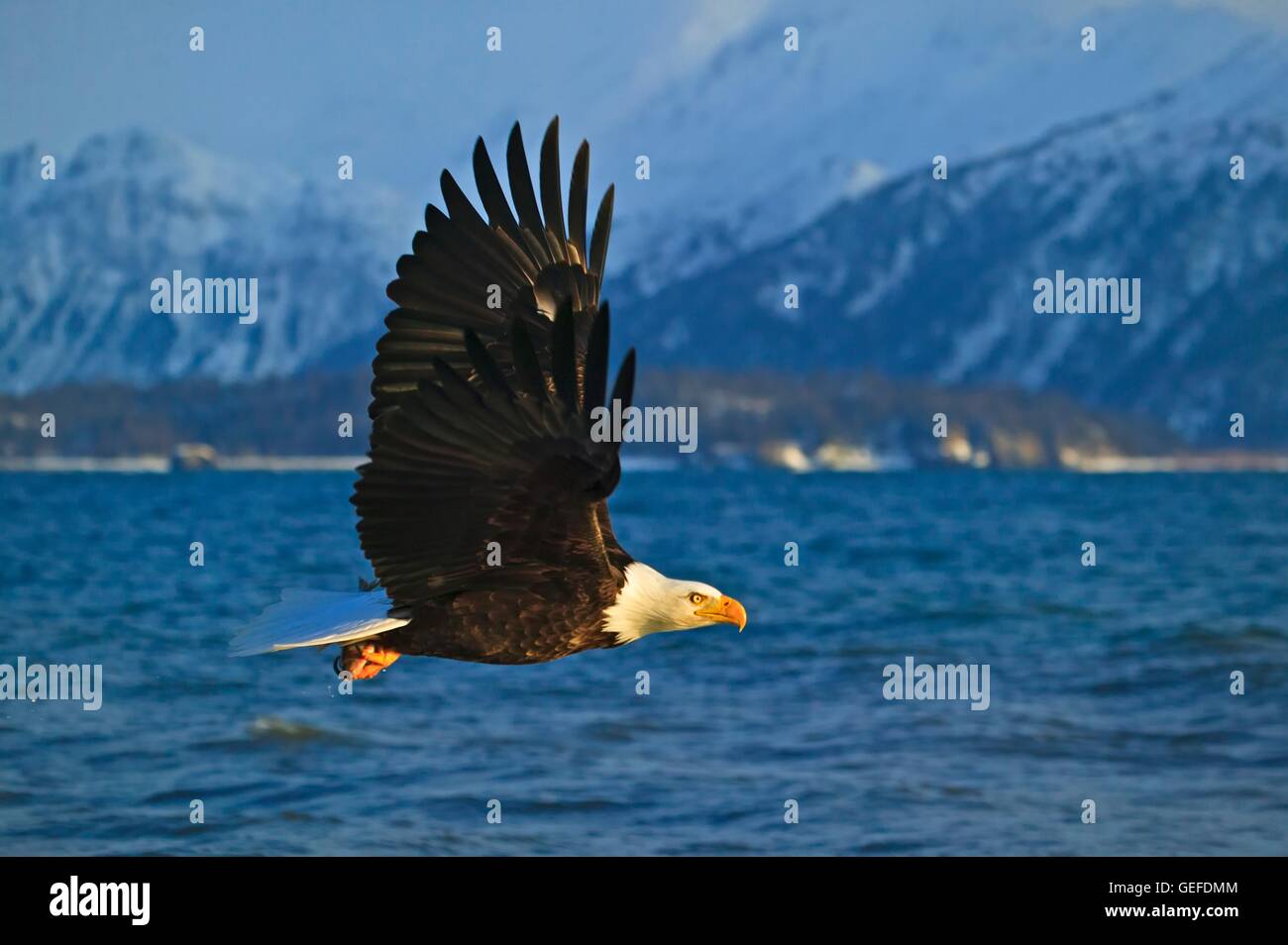 Zoologie / Tiere, Vogelgrippe / Vögel, Weißkopf-Seeadler (Haliaeetus Leucocephalus), Alaska, USA, Stockfoto