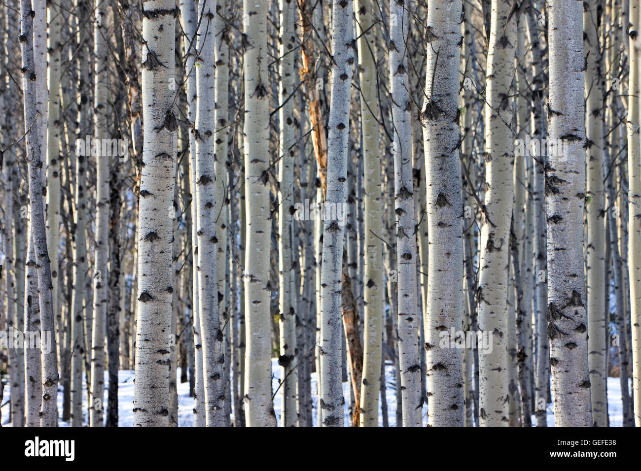 Botanik, Stand von Aspen Bäume zwischen Pyramid Lake und Patricia Lake in der Nähe von Jasper, Jasper National Park, der kanadischen Rocky Mountains, Kanada, Additional-Rights - Clearance-Info - Not-Available Stockfoto