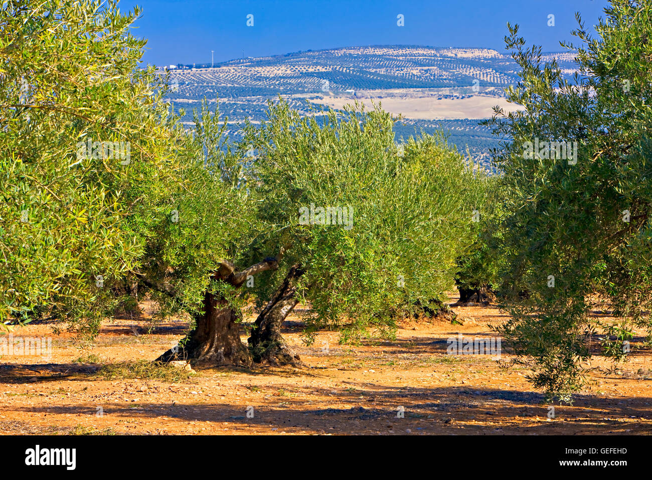 Olivenbume in andalusien spanien -Fotos und -Bildmaterial in hoher  Auflsung  Alamy