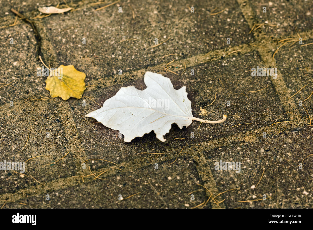 Zwei im Herbst Laub auf Boden an bewölkten Tag Stockfoto
