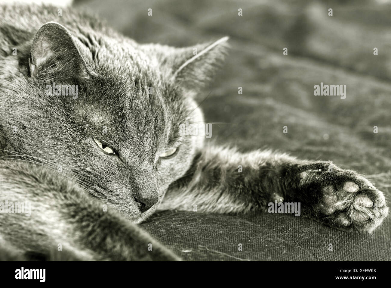 Erwachsenen Closeup graue Katze Nickerchen mit Demi Augen schließen Stockfoto