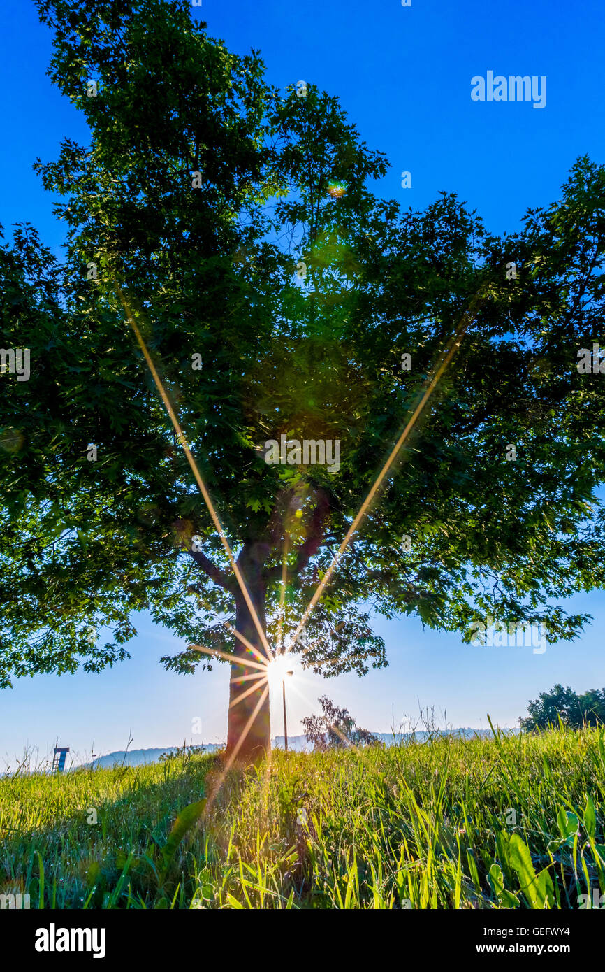 Baum im Sommerpark während Sonnenauf- oder Sonnenuntergang Stockfoto