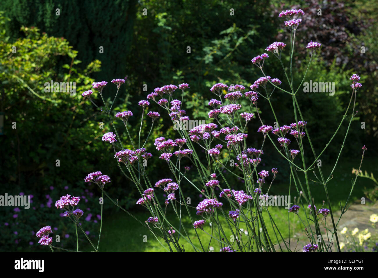 Verbena Bonariensis Blüte im Sommergarten. Stockfoto