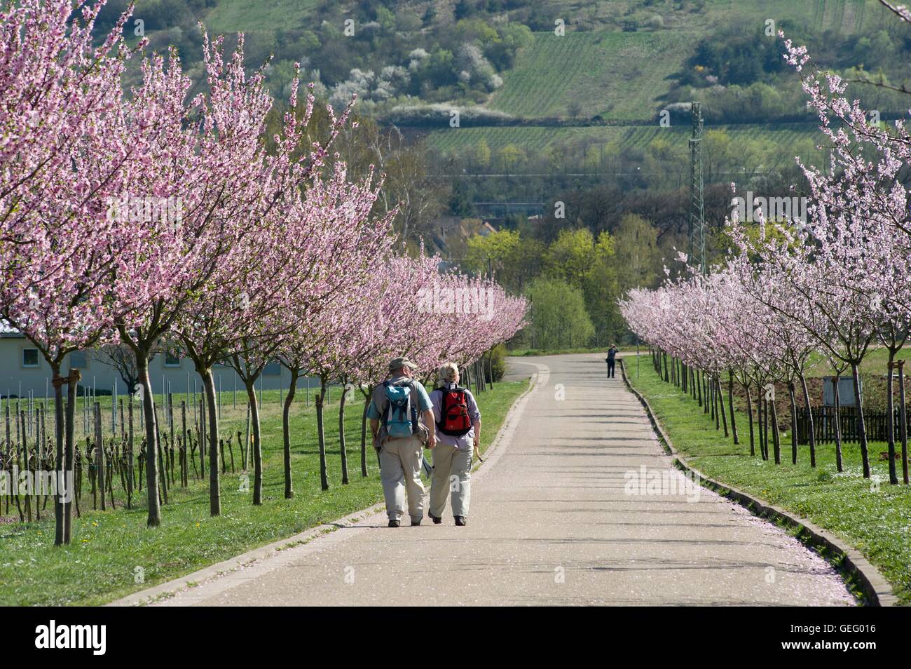 Mandelbäume, Rheinland-Pfalz Stockfoto