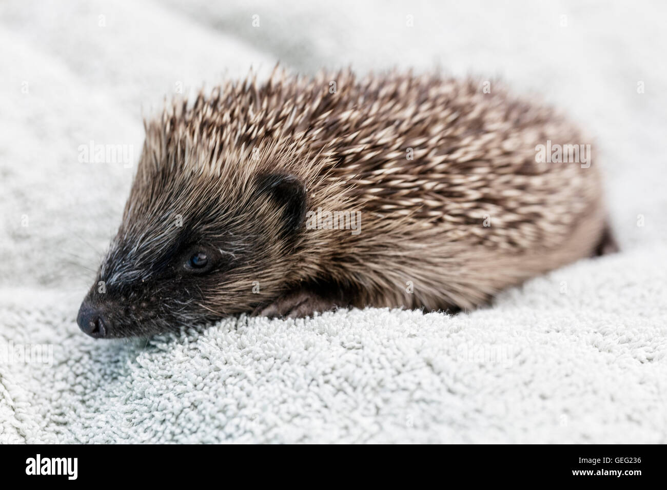 Rettung verwaisten Baby Igel Stockfoto