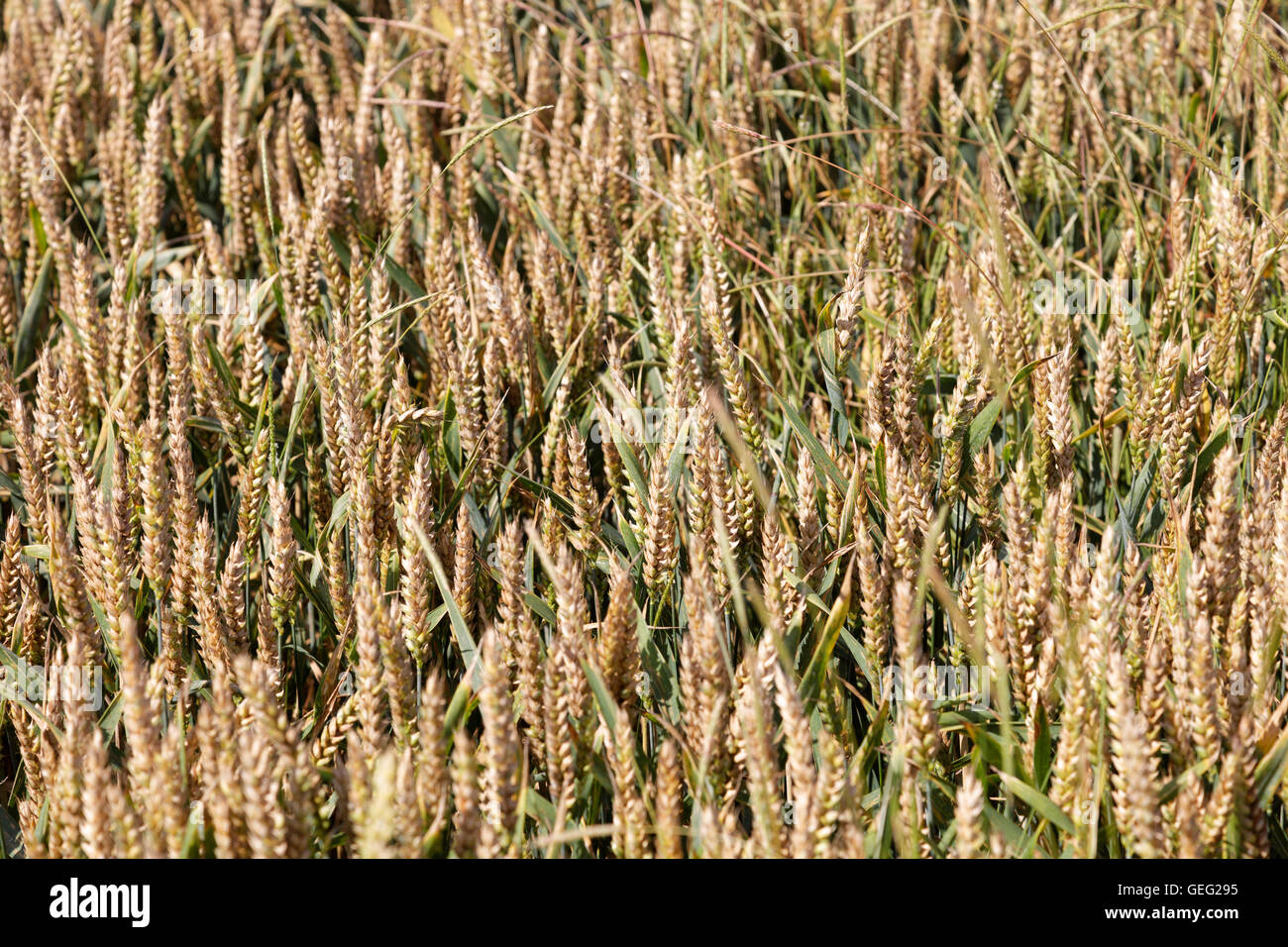 Nahaufnahme von Weizen reift in Wiltshire Feld Stockfoto