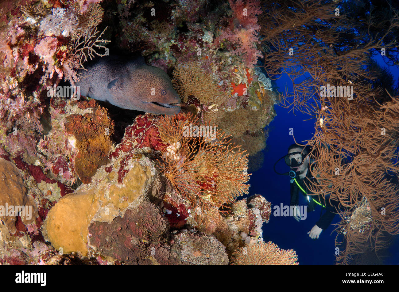 Männlichen Taucher am Riesen Muräne (Gymnothorax Javanicus), Shark Yolanda Riff, Ras Mohammed Nationalpark, Sinai, Sharm el-Sheikh Stockfoto