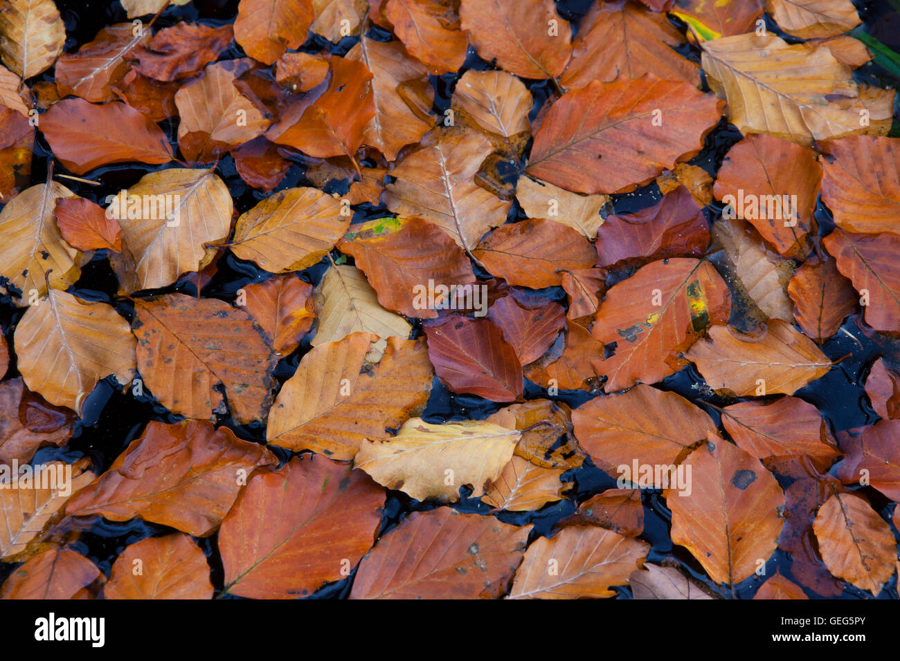 Gefallenen gemeinsame Buche Baum Blätter (Fagus Sylvatica) in braunen Herbstfarben schwebend in Teich Stockfoto