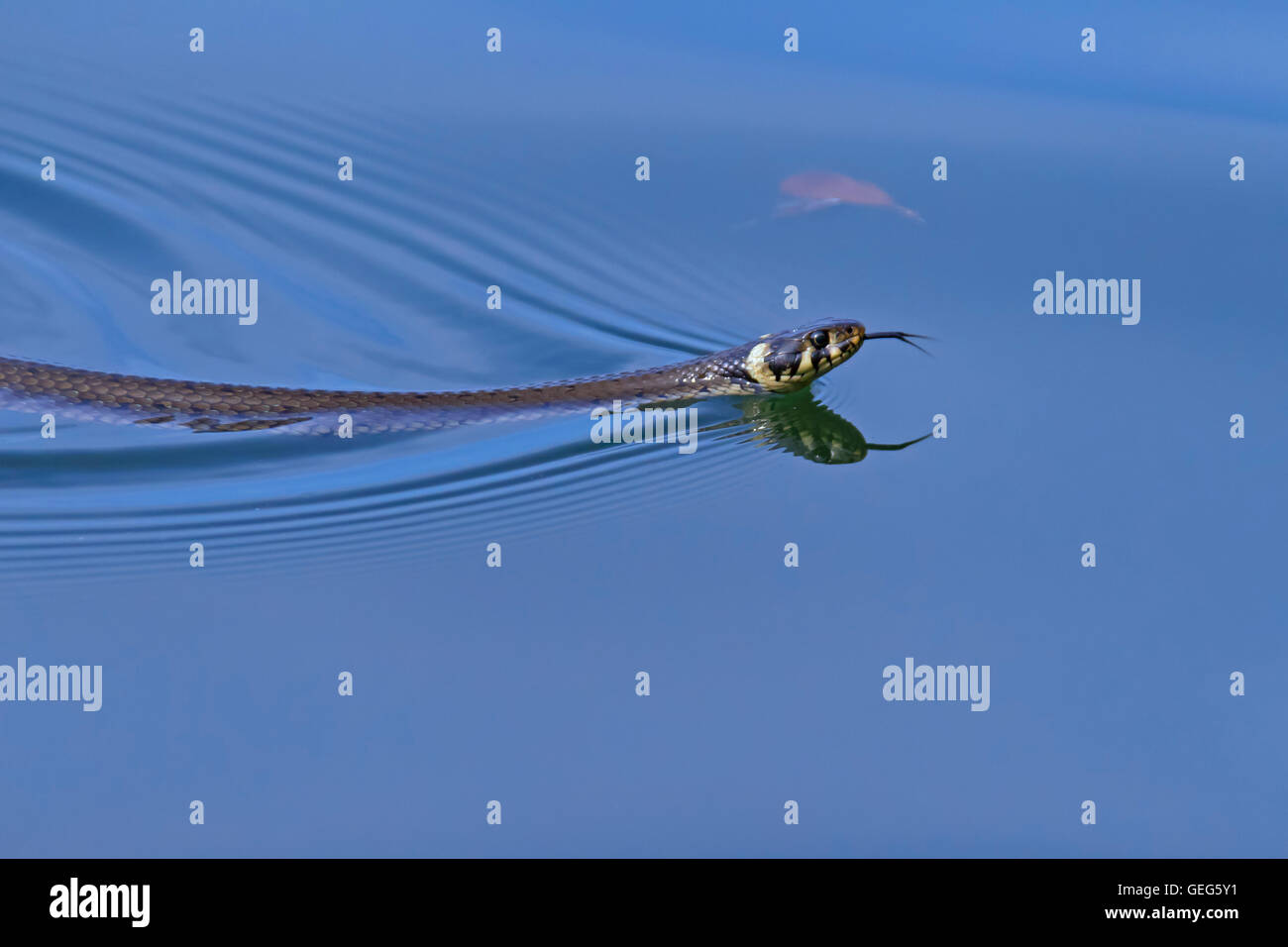 Grass Snake / beringt Schlange / Wasserschlange (Natrix Natrix) Schwimmen im See Stockfoto
