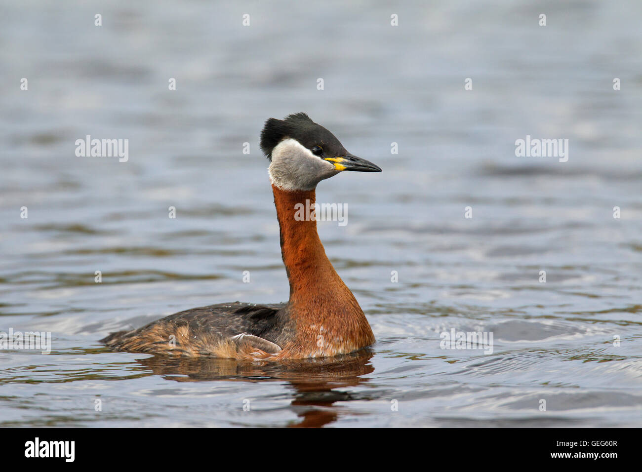 Red-necked Grebe (Podiceps Grisegena) Schwimmen im See während der Brutzeit im Frühjahr Stockfoto