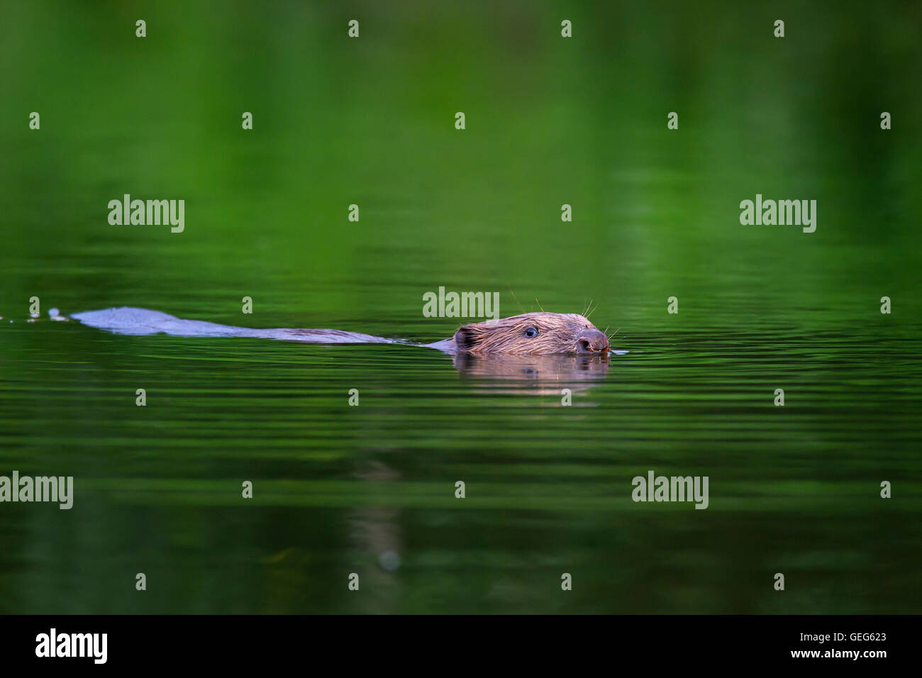 Eurasische Biber / europäische Biber (Castor Fiber) Baden im Teich Stockfoto