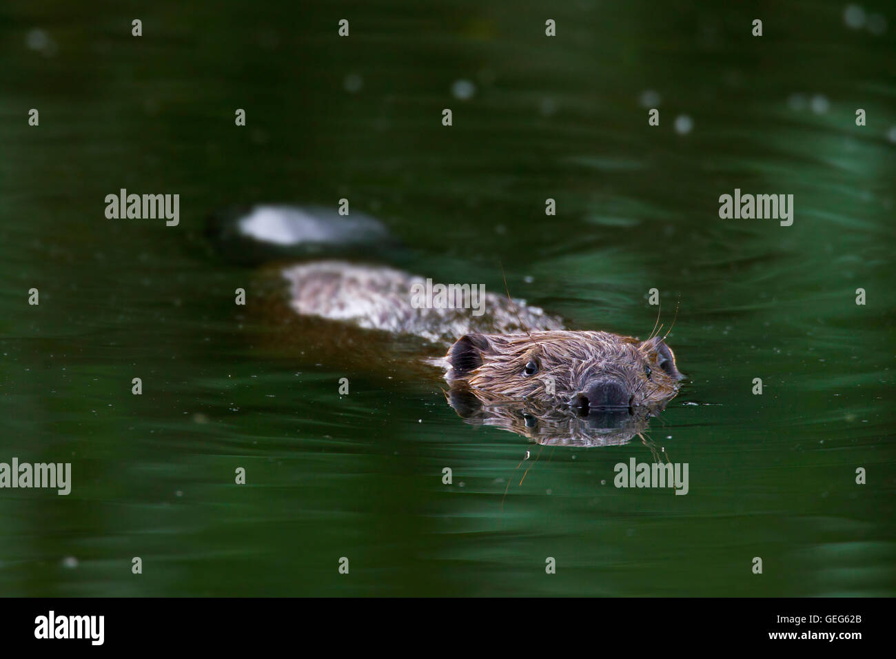 Eurasische Biber / europäische Biber (Castor Fiber) Baden im Teich Stockfoto