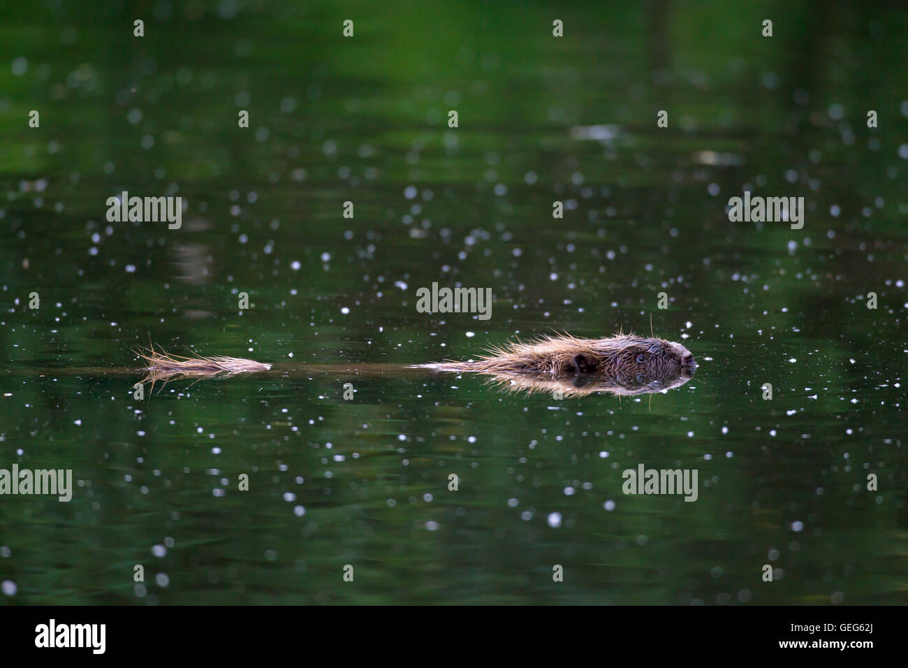 Eurasische Biber / europäische Biber (Castor Fiber) Baden im Teich Stockfoto