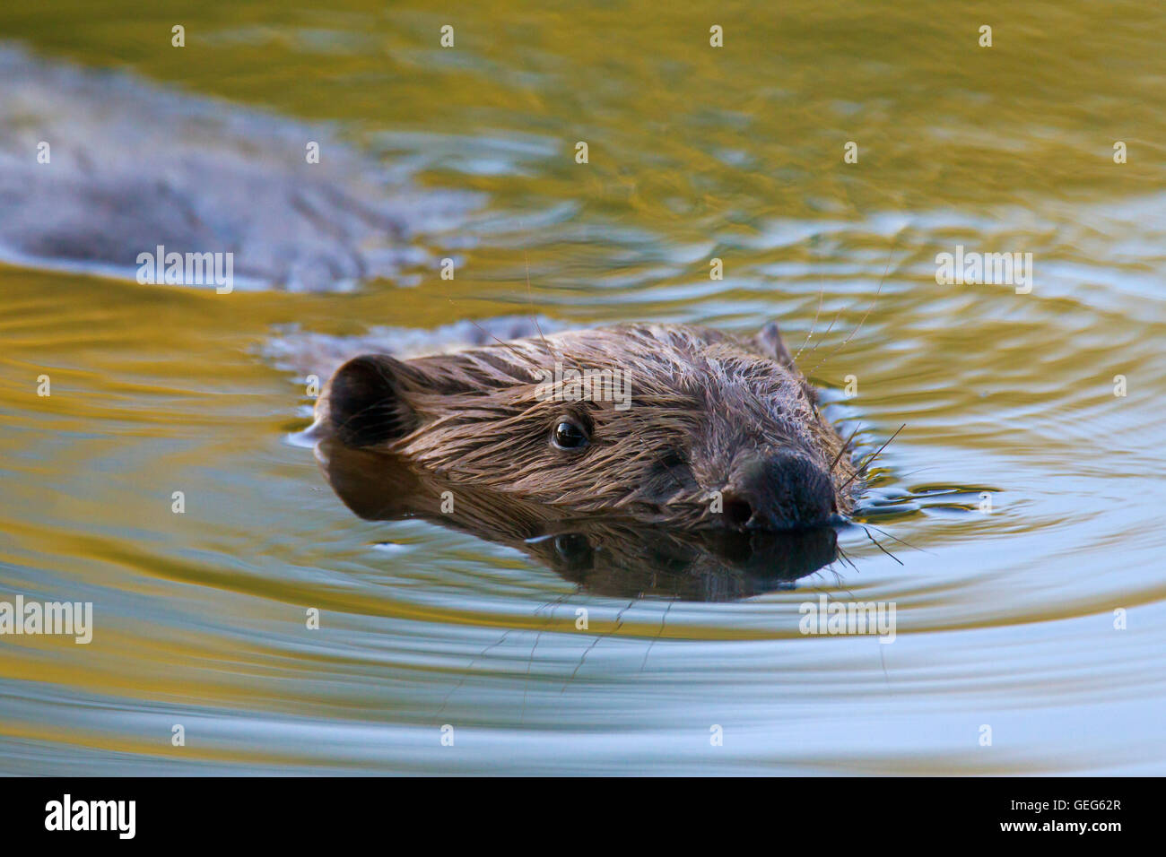 Nahaufnahme des Kopfes der Eurasische Biber / europäische Biber (Castor Fiber) Baden im Teich Stockfoto