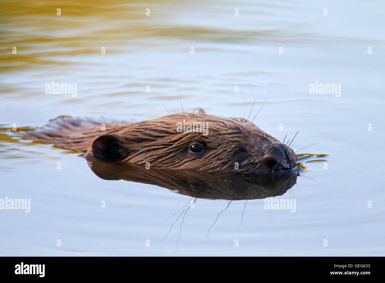 Nahaufnahme des Kopfes der Eurasische Biber / europäische Biber (Castor Fiber) Baden im Teich Stockfoto