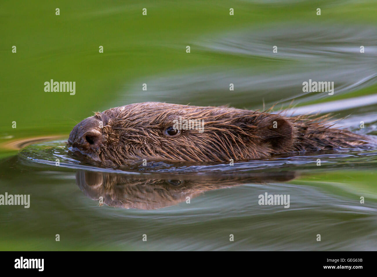 Nahaufnahme des Kopfes der Eurasische Biber / europäische Biber (Castor Fiber) Baden im Teich Stockfoto