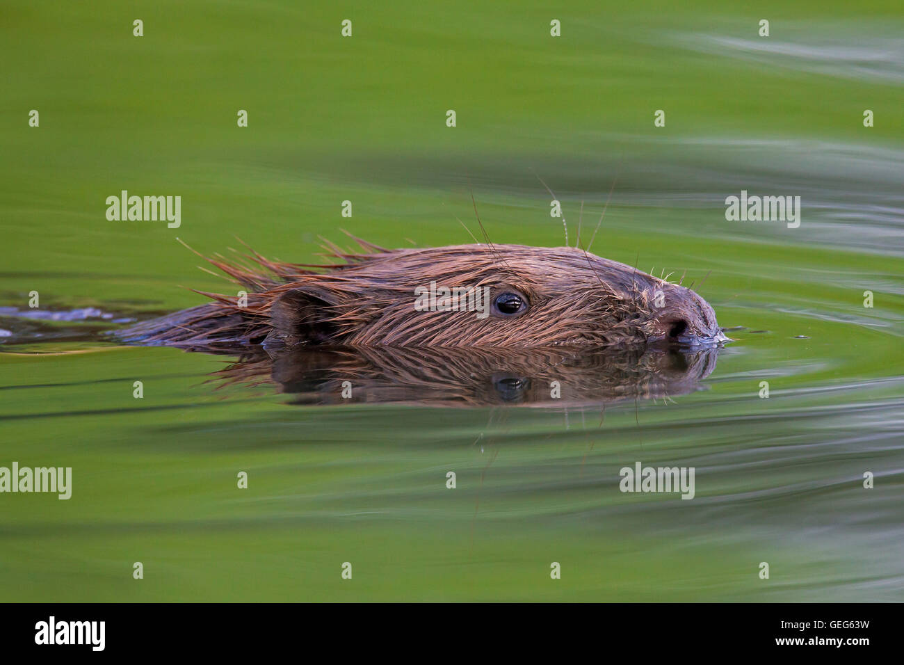 Nahaufnahme des Kopfes der Eurasische Biber / europäische Biber (Castor Fiber) Baden im Teich Stockfoto