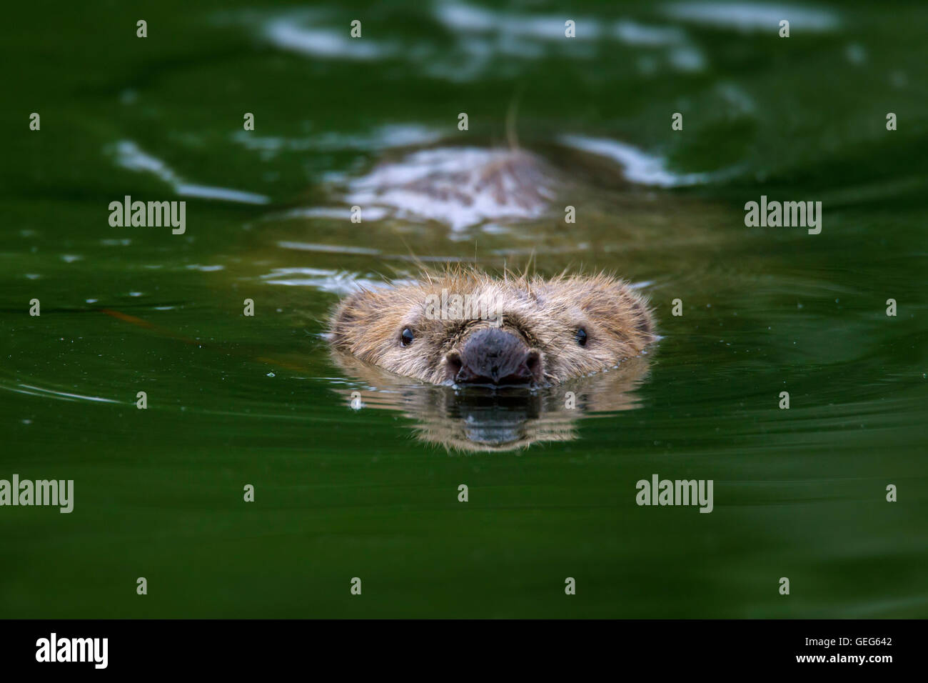 Nahaufnahme des Kopfes der Eurasische Biber / europäische Biber (Castor Fiber) Baden im Teich Stockfoto