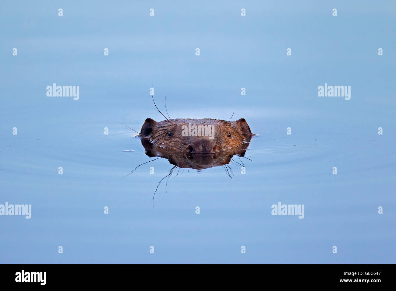 Nahaufnahme des Kopfes der Eurasische Biber / europäische Biber (Castor Fiber) Baden im Teich Stockfoto