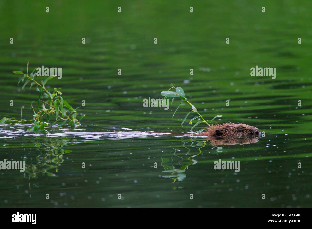 Nahaufnahme von Eurasische Biber / europäische Biber (Castor Fiber) schwimmen mit Niederlassung in Mund-zu-Höhle / lodge Stockfoto