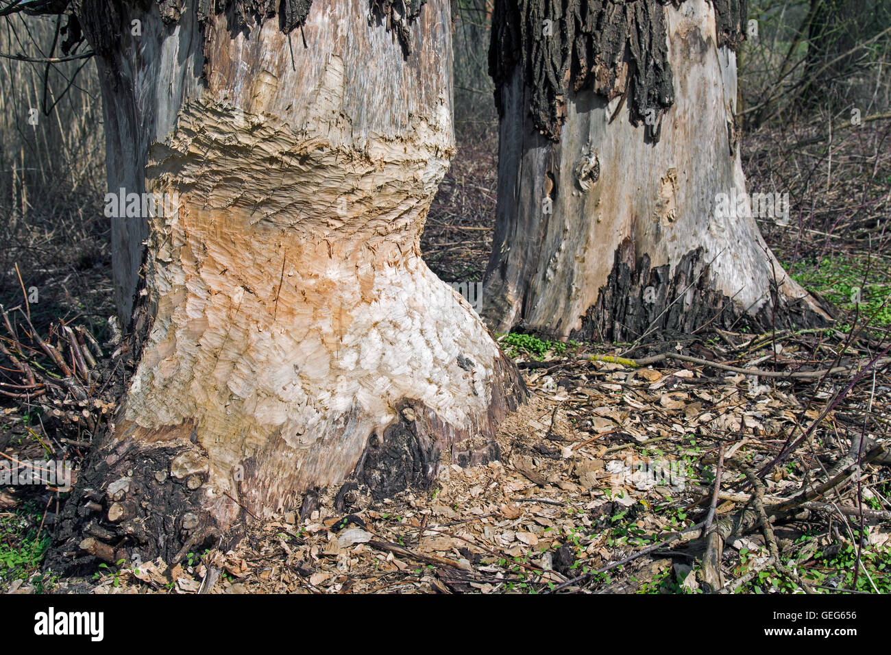 Dicken Baumstamm zeigen Zahnabdrücke von nagen von Eurasische Biber (Castor Fiber) Stockfoto