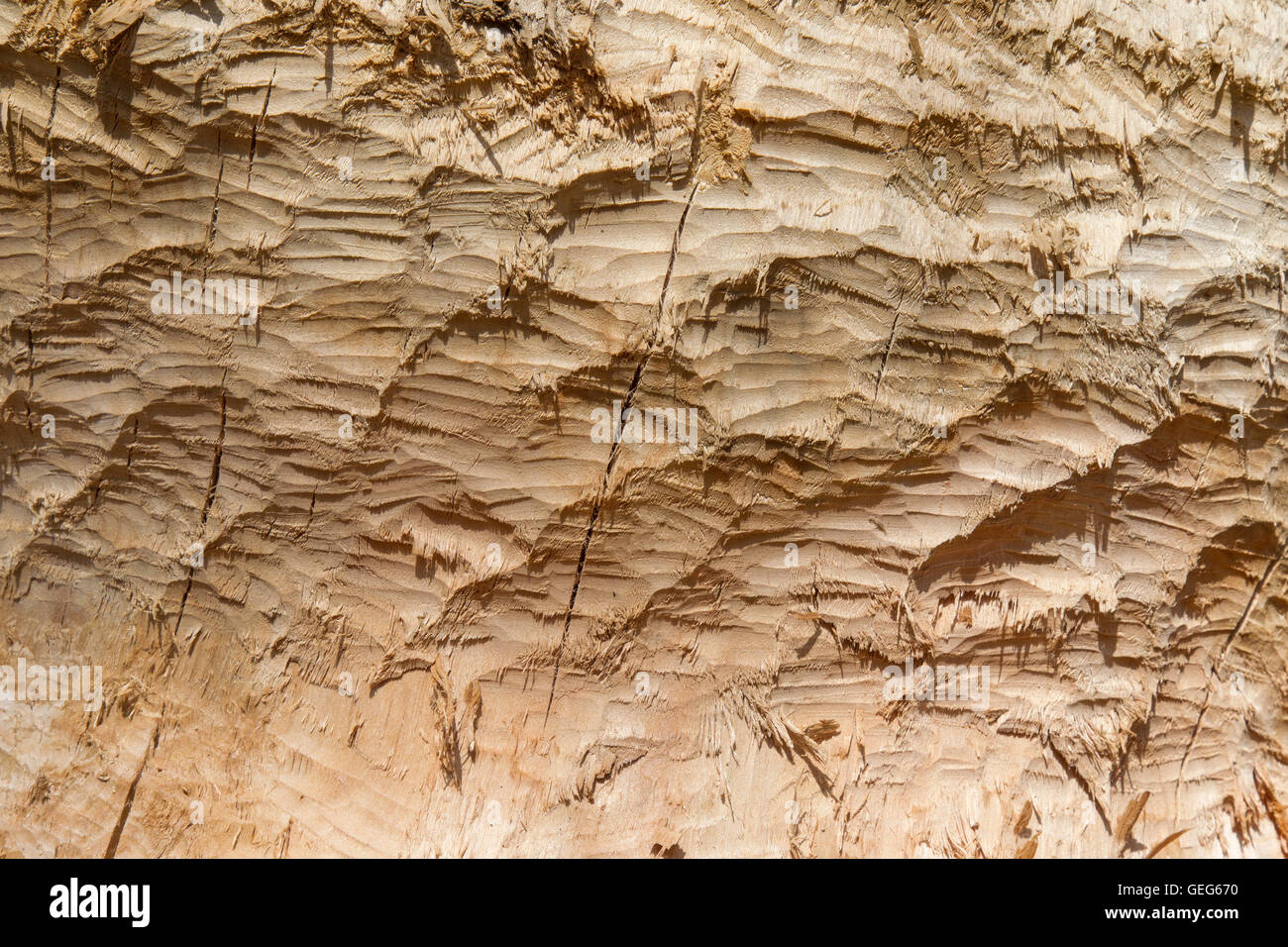 Baumstamm zeigen Zahnabdrücke von nagen von Eurasische Biber (Castor Fiber) Stockfoto