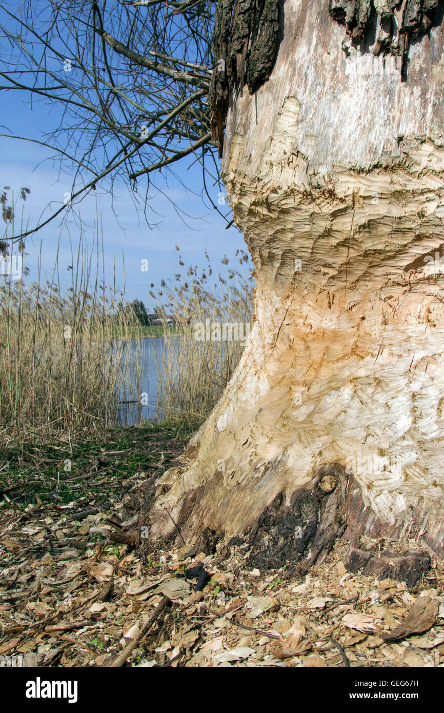 Dicken Baumstamm zeigt Zähne markiert von nagen von Eurasische Biber (Castor Fiber) Seeufer entlang Stockfoto