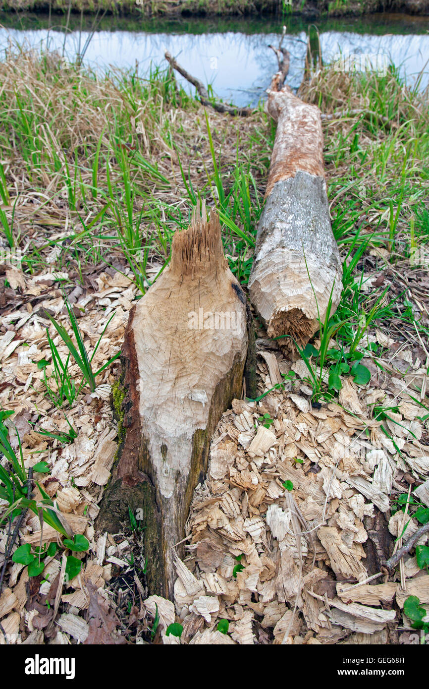 Hackschnitzel um Baum gefällt durch die Eurasische Biber (Castor Fiber) Seeufer entlang Stockfoto