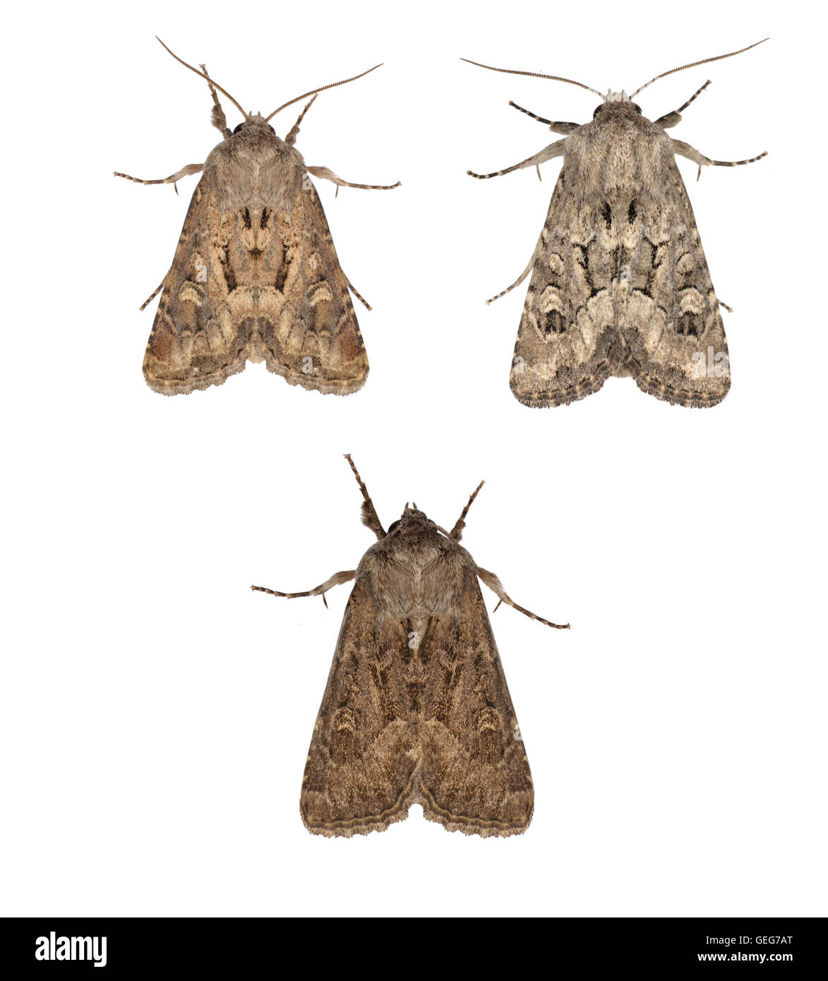 Volants rustikal - Luperina Testacea - 73.131 (2353) Stockfoto