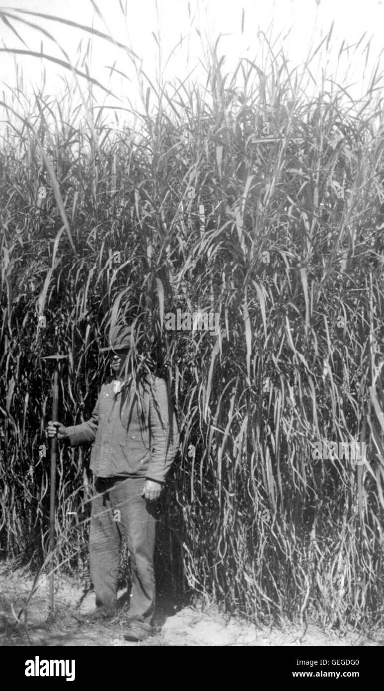 Mann stand vor Napier Rasen Ernte - Florida Stockfoto