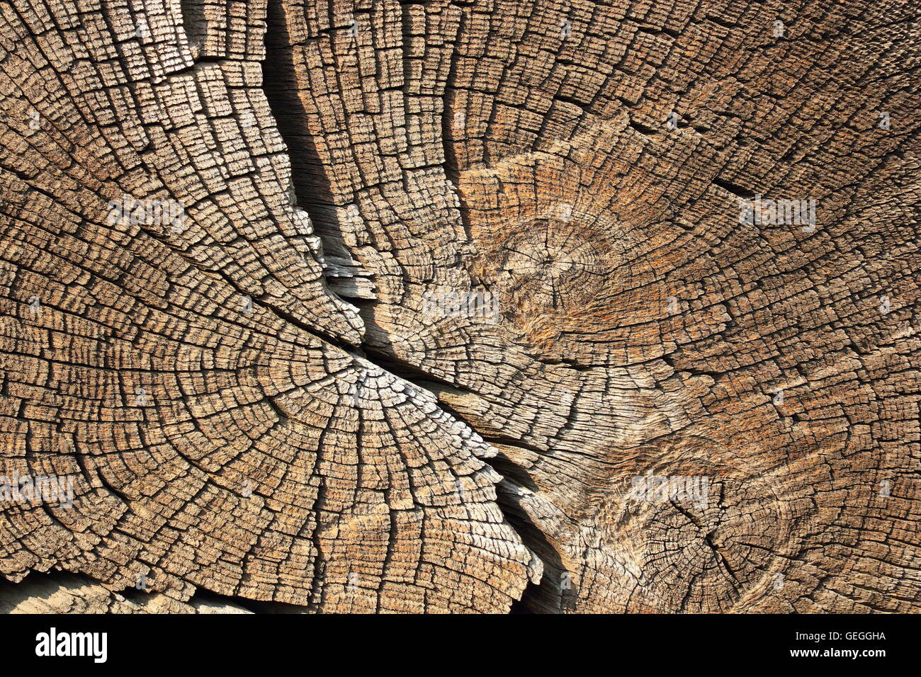 Querschnitt auf Holz, Textur der Jahresringe Stockfoto