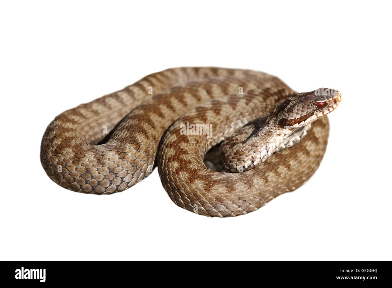 weiblichen europäischen gemeinsamen Viper isoliert auf weißem Hintergrund (Vipera Berus) Stockfoto