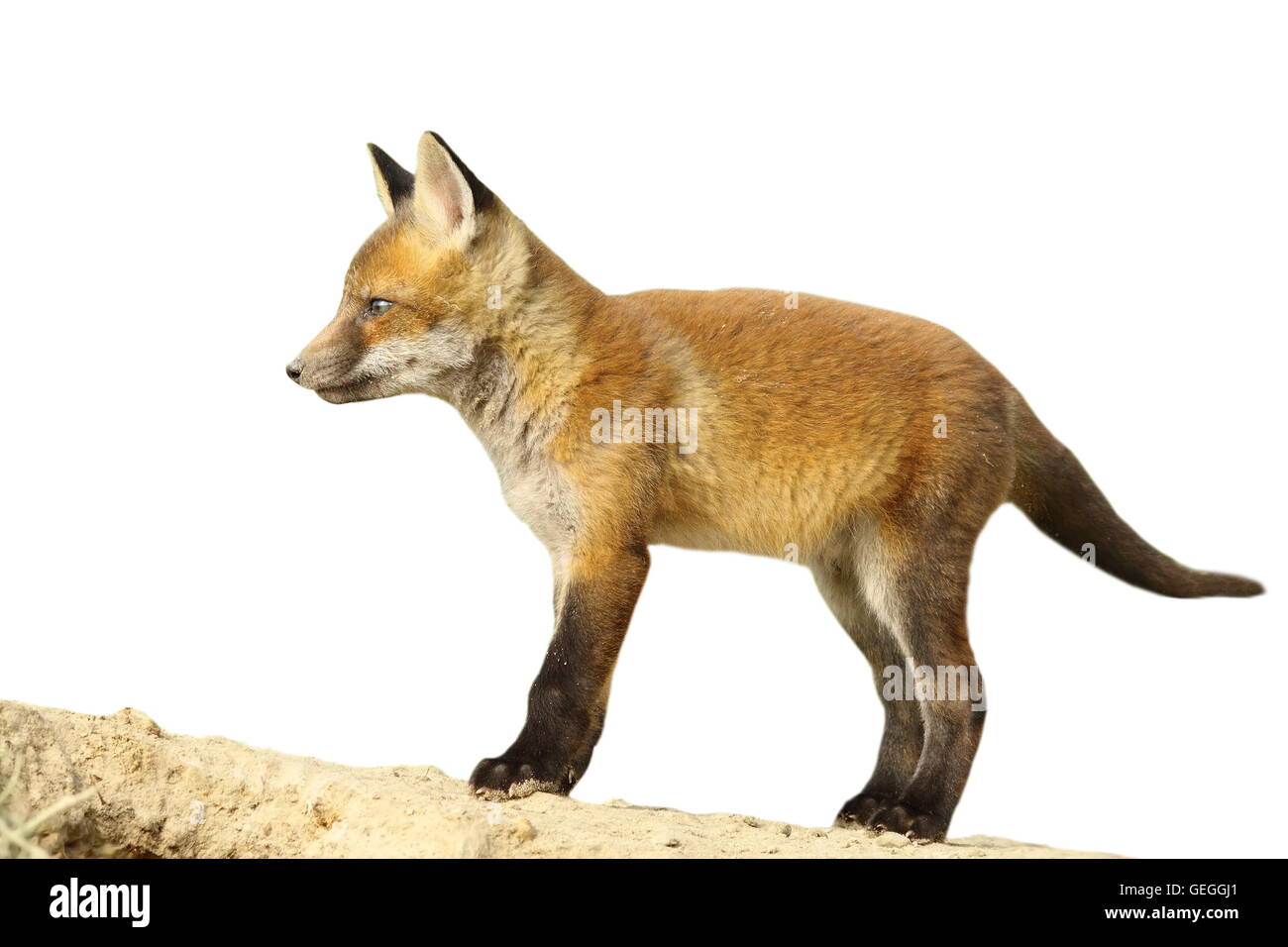 junge europäische Fox Cub isoliert auf weiß (Vulpes Vulpes) Stockfoto